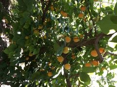 -意大利农场度假村