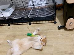 -东方名猫馆·英短金渐层布偶猫舍(环线广场1号楼店)