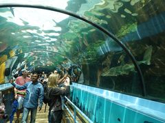 -悉尼海洋生物水族馆