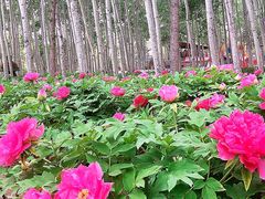 -仁和公园(顺义区)