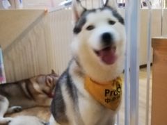 -Husky Go! 哈士奇体验馆·宠物咖啡厅狗咖