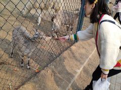 -大连森林动物园