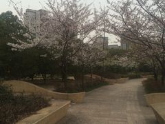 -新江湾城公园
