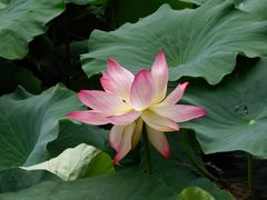 -翠湖宾馆·中餐厅