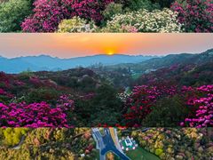 -贵州百里杜鹃风景名胜区