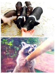 -萌宠亲子动物乐园(槐房万达店)