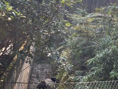 景点-成都大熊猫繁育研究基地