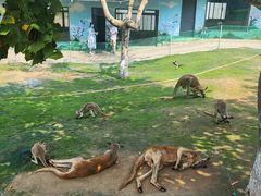 -西霞口神雕山野生动物世界