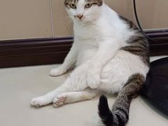 -安安宠医安欣宠物医院