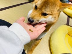 -逗柴咖啡屋·狗咖猫咖宠物桌游