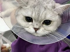 -中农国际动物医院24小时·猫科·骨科·急重症中心