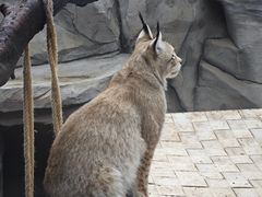 -青藏高原野生动物园
