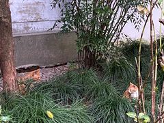 -秋霞圃