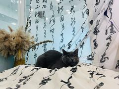 -爱洗澡的猫(望京店)