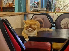 -猫小院猫主题咖啡厅(北锣店)