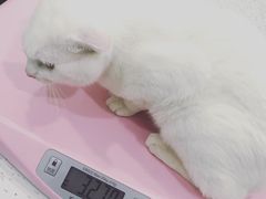 -佳雯宠物医院(金华南路分院)