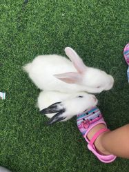 -萌宠亲子动物乐园(槐房万达店)