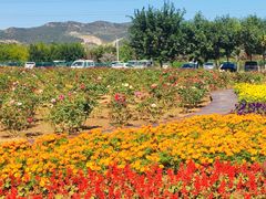 -羊亭河湿地公园