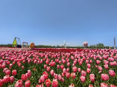 -荷兰花海