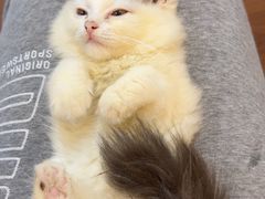 -楼上猫咖(罗湖店)
