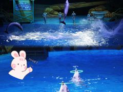 -海合安武汉极地海洋公园