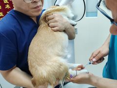 -中农国际动物医院24小时·猫科·骨科·急重症中心