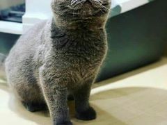 -momokira米努特·德文卷毛猫·棉花面纱犬