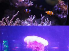 -南昌海洋公园