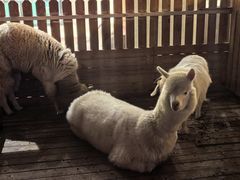 -廊坊固安福朋喜来登酒店