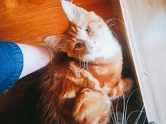-70cat德文卷毛猫·缅因猫纯种猫舍