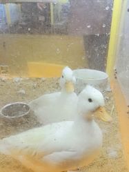 -神奇动物撸宠馆·羊驼·小浣熊·异宠(豫园店)