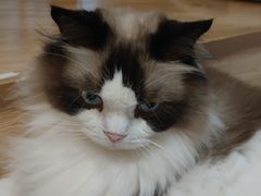 -滚猫咖啡·猫咖·猫友好撸猫(未来城店)
