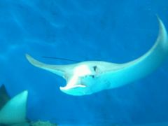 -北戴河圣蓝海洋公园