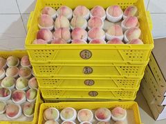 -老袁家蜜桃农场·阳山水蜜桃