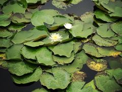 iphone_upload_pic-上海海湾国家森林公园