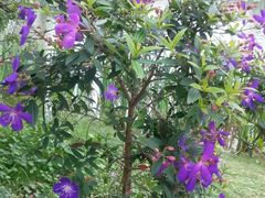 -东莞植物园