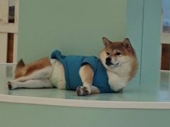 -怪兽屋·羊驼·猫咖·狗咖(俊华广场店)