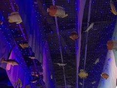 -芜湖新华联大白鲸海洋公园