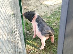 -洪湖家庭农场·团建·露营·会议