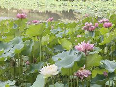 -洛阳市隋唐城遗址植物园