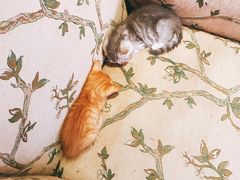 -万小咖.猫咖(中山路天虹店)
