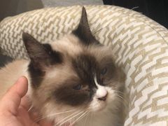 -猫色咖啡·猫咖
