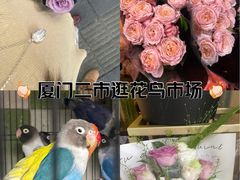 -溪岸路花鸟市场