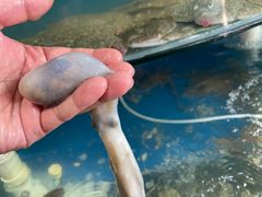 -蓝珊甄选海鲜自助·火锅大排档(近阿那亚店)
