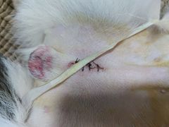 -安安宠医宠物医院·异宠·犬猫内科(岳阳分院)