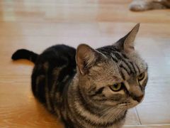 -猫咪派对(江南西店)