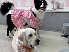 -汪说·狗咖(旺城大厦店)