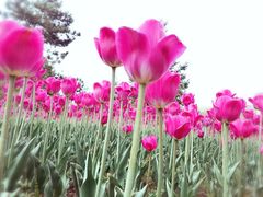 -长春公园(普阳街道)