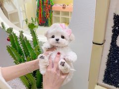 -萌宠之家·腊肠犬·马尔泰·小体犬舍