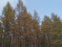 -塞罕坝国家级自然保护区